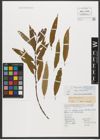 Foto von Salix triandra subsp. triandra L.